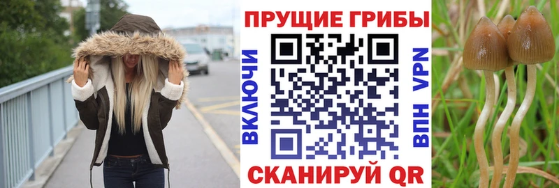 Купить закладки  Красноперекопск  Галлюциногенные грибы Psilocybine cubensis 